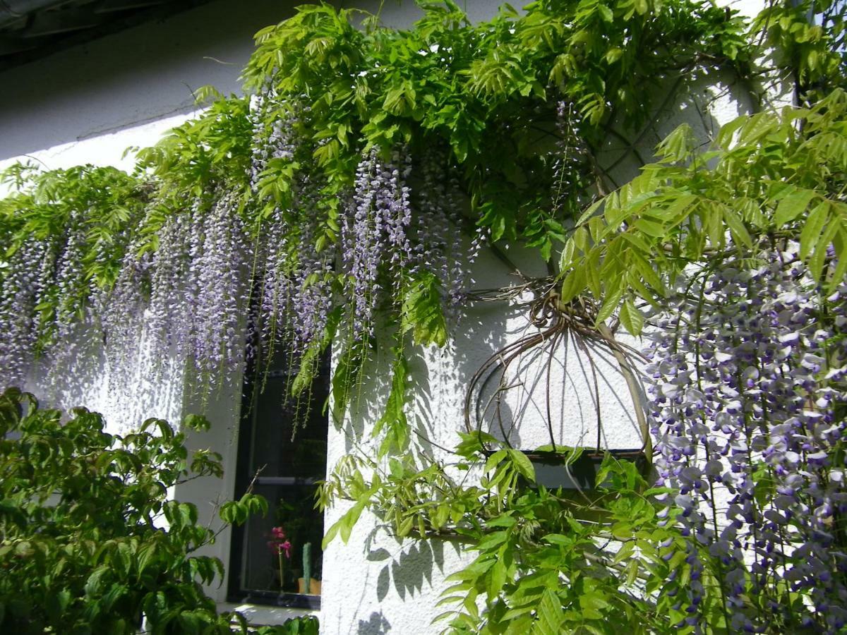 Conchil-le-TempleLa Colline Des Roses住宿加早餐旅馆 外观 照片